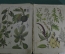Ботанический атлас с иллюстрациями "Растительный мир". Доктор Мориц Вильком. 1885 год, Германия.