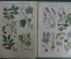 Ботанический атлас с иллюстрациями "Растительный мир". Доктор Мориц Вильком. 1885 год, Германия.