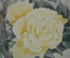 Картина "Китайская роза". Бумага, акварель. Автор - Шавлов Анатолий Федотович, 1990 г.