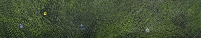 Картина "Цветы в траве". Автор Чмаров Владислав. Оргалит/масло. 2000 г.