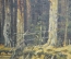 Копия картины Шишкина Ивана "Корабельная роща". Автор неизвестен. Масло, холст. 1947 г.