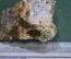 Камень природный, минерал. Аметистовидный кварц. Минералогия, Петрофилия.