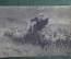 Открытка "Стадо убегающее от бури", Дейрол, чистая, до 1917 года