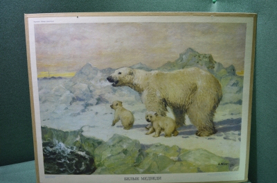 Плакат "Белые медведи" (серия "Дикие животные"). 1966 год, издательство "Просвещение", СССР.