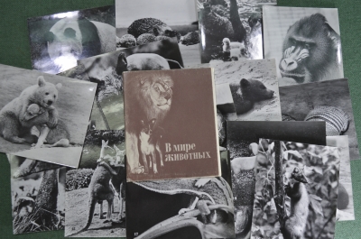 Набор фотоминиатюр "В мире животных". Полный комплект, 18 штук. 1980 год, СССР.