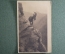 Старинная открытка "Горный козел". № 14245.  Подписанная. Начало XX века.