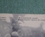 Старинная открытка "Мандариновое дерево. Батум". № 242. Чистая, с дырочкой. Начало XX века, Грузия.