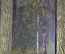 Старинная картина "Березовая роща". Масло, холст, в раме. Конец XIX - начало XX века.