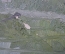 Картина "Березовая роща". Масло, картон. Художник И. Сорокин. 1970-е годы.