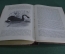 Книга "Жизнь животных". Том VI. Птицы. А.Э. Брэм. 1894 год.