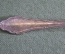 Нож старинный паштетный (для рыбы). Hanseat. Серебрение. Европа. Нач. 20-го века.