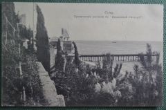 Открытка старинная "Тропические растения в Кавказской Ривьере". Сочи, Кавказ. Росс. Империя. #O9