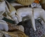 Корабль кораблик парусник габаритный. Натуральные морские раковины (ракушки). Азия.