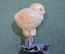 Игрушка елочная стеклянная "Цыпленок маленикий, птенчик". 4,5 см. Стекло, прищепка.