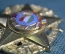 Кокарда, знак "KTP". Венгрия, армия ВНР, многоборье. В золоте. Венгерская Народная Республика