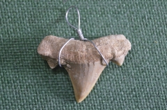 Кулон подвеска "Зуб древней ископаемой акулы" #4