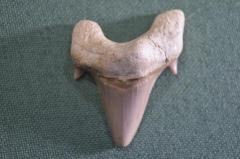 Зуб ископаемой акулы "Отодус Otodus". Крупный. 6см.