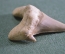 Зуб ископаемой акулы "Отодус Otodus". Крупный. 6см.