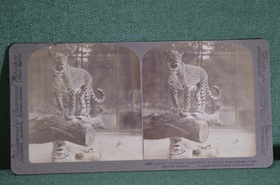 Стереопара старинная, стереофото "Индийский леопард".