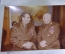 Фотография подарочная в конверте Маршалу Огаркову. Генерал Армии Цинев. КГБ. СССР. 