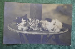 Открытка старинная "Котята". Фотограф Николай Федорович Ян. #O2
