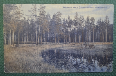 Открытка старинная "Хвойный лес. Нижегородское поволжье". Изд. Дмитриева. Росс. Империя. #O1