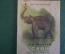 Книга, книжка "Слон". Л.Н. Толстой. Детская литература, 1973 год. #K15