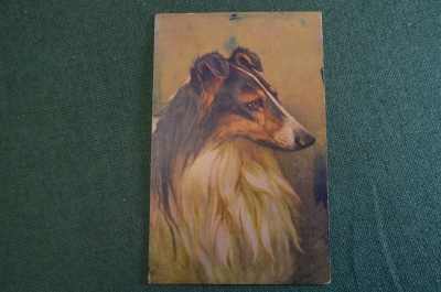 Открытка старинная "Собака Колли". Ленинградский Областлит. СССР. 1920е. #S1