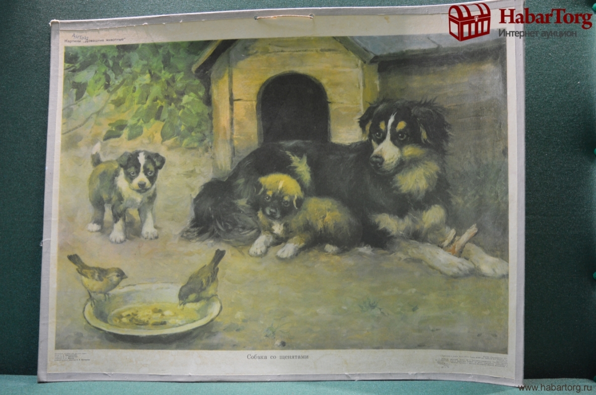 Картина купили щенка. Картина собака со щенятами. Собака со щенятами картина для детского сада. Собака со щенятами Веретенникова. Рассматривание картины собака со щенятами.
