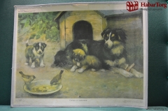Советский плакат "Собака с щенятами", Серия "Домашние животные". Издательство "Просвещение" 1977 г.