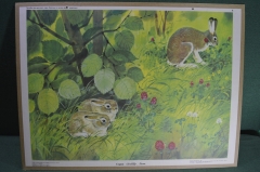 Плакат "Заяц Лето" (серия "Дикие животные"). 1984 год, издательство "Просвещение", СССР