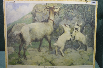 Плакат "Коза с козлятами" (серия "Домашние животные"). 1966 год, издательство "Просвещение", СССР.