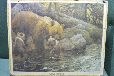 Плакат "Бурые медведи" (серия "Дикие животные"). 1966 год, издательство "Просвещение", СССР.