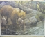 Плакат "Бурые медведи" (серия "Дикие животные"). 1966 год, издательство "Просвещение", СССР.